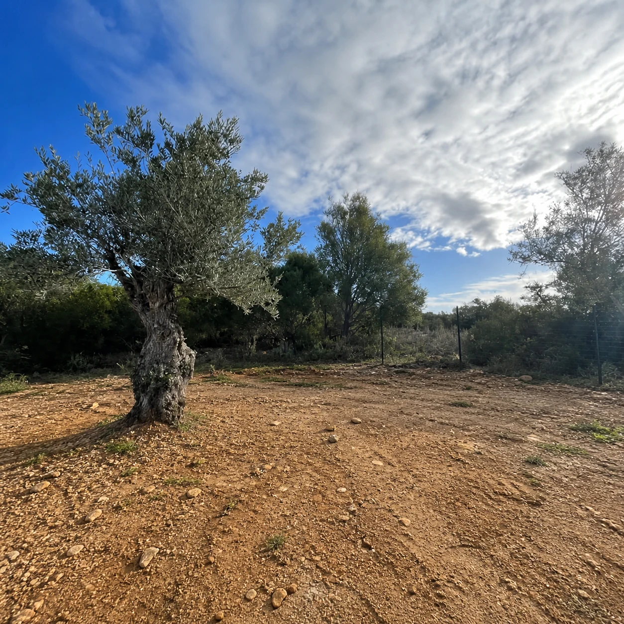 Antes: Calçada à volta da oliveira